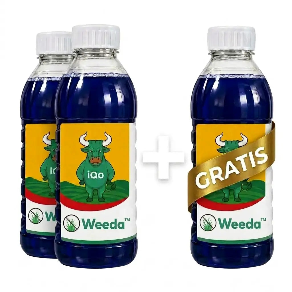 Weeda